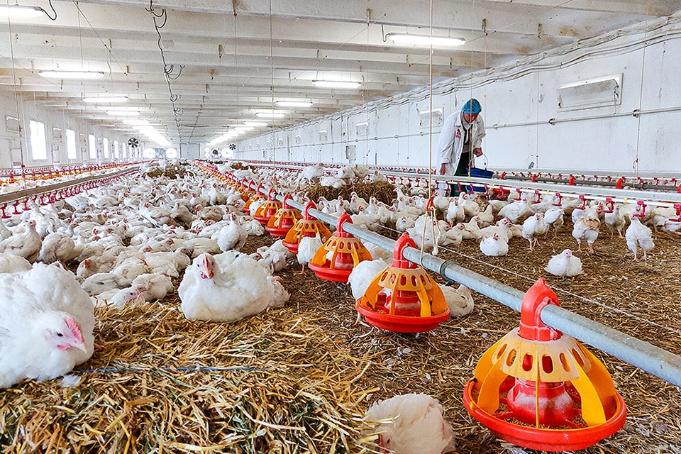 Ferme de pui Safir
